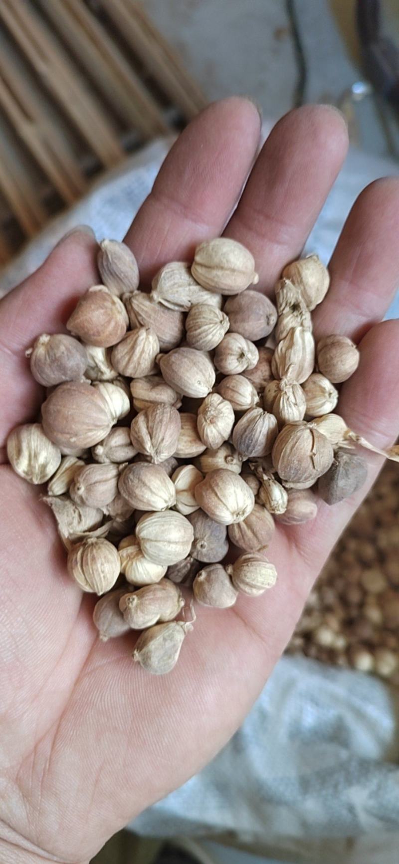 白豆蔻白蔻鲁舜泽中药材商行中药材香辛料
