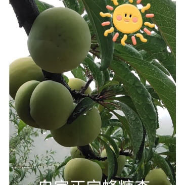 正宗蜂糖李5斤78元