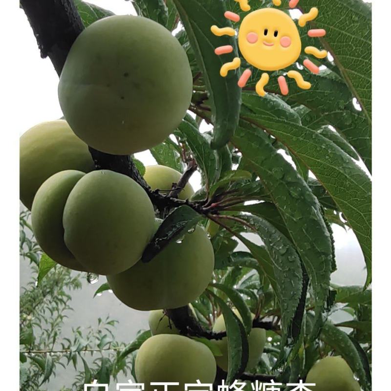 正宗蜂糖李5斤78元