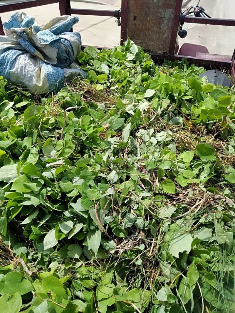 淫羊藿仙灵脾甘肃礼县淫羊藿产地直销代销代售中药材