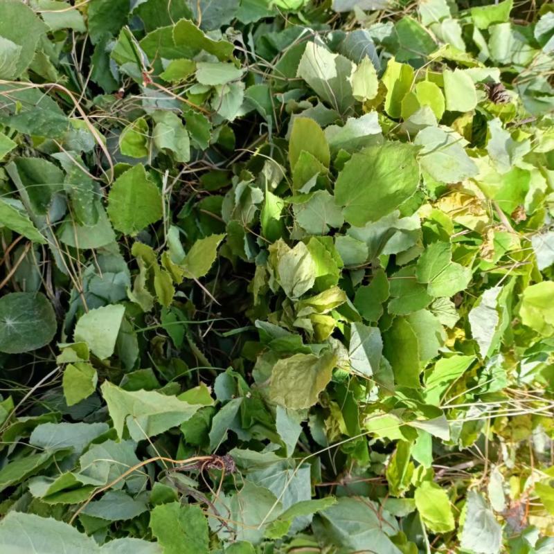 淫羊藿仙灵脾甘肃礼县淫羊藿产地直销代销代售中药材