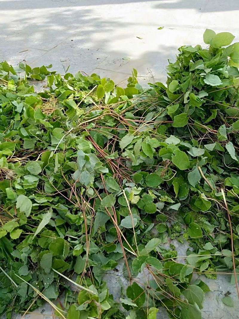 淫羊藿仙灵脾甘肃礼县淫羊藿产地直销代销代售中药材