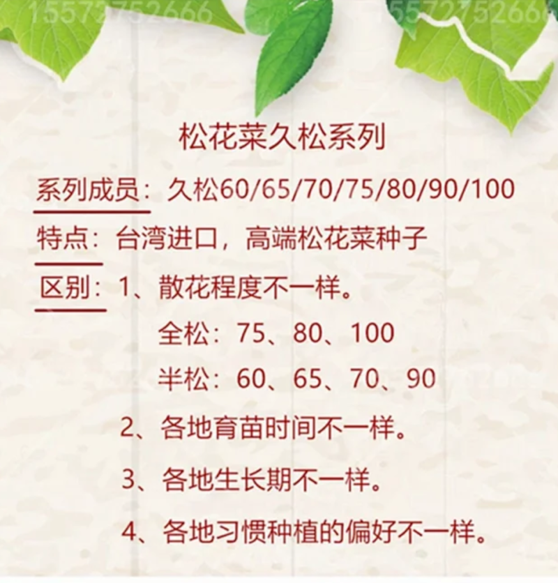 久松65F1花菜种子定植后65天可收单球重1.5公斤半松