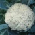 久松65F1花菜种子定植后65天可收单球重1.5公斤半松