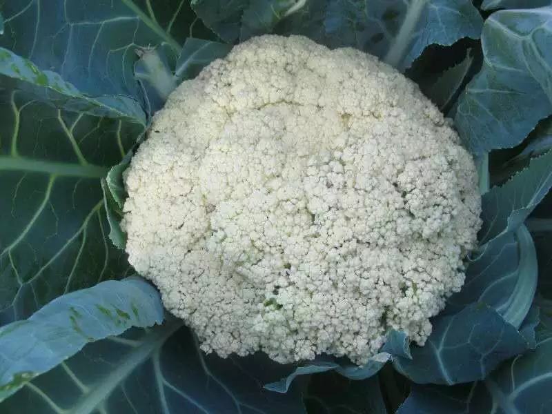 久松65F1花菜种子定植后65天可收单球重1.5公斤半松