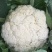 久松65F1花菜种子定植后65天可收单球重1.5公斤半松