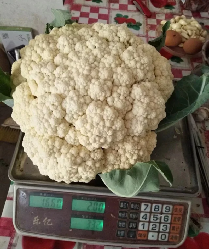 久松65F1花菜种子定植后65天可收单球重1.5公斤半松