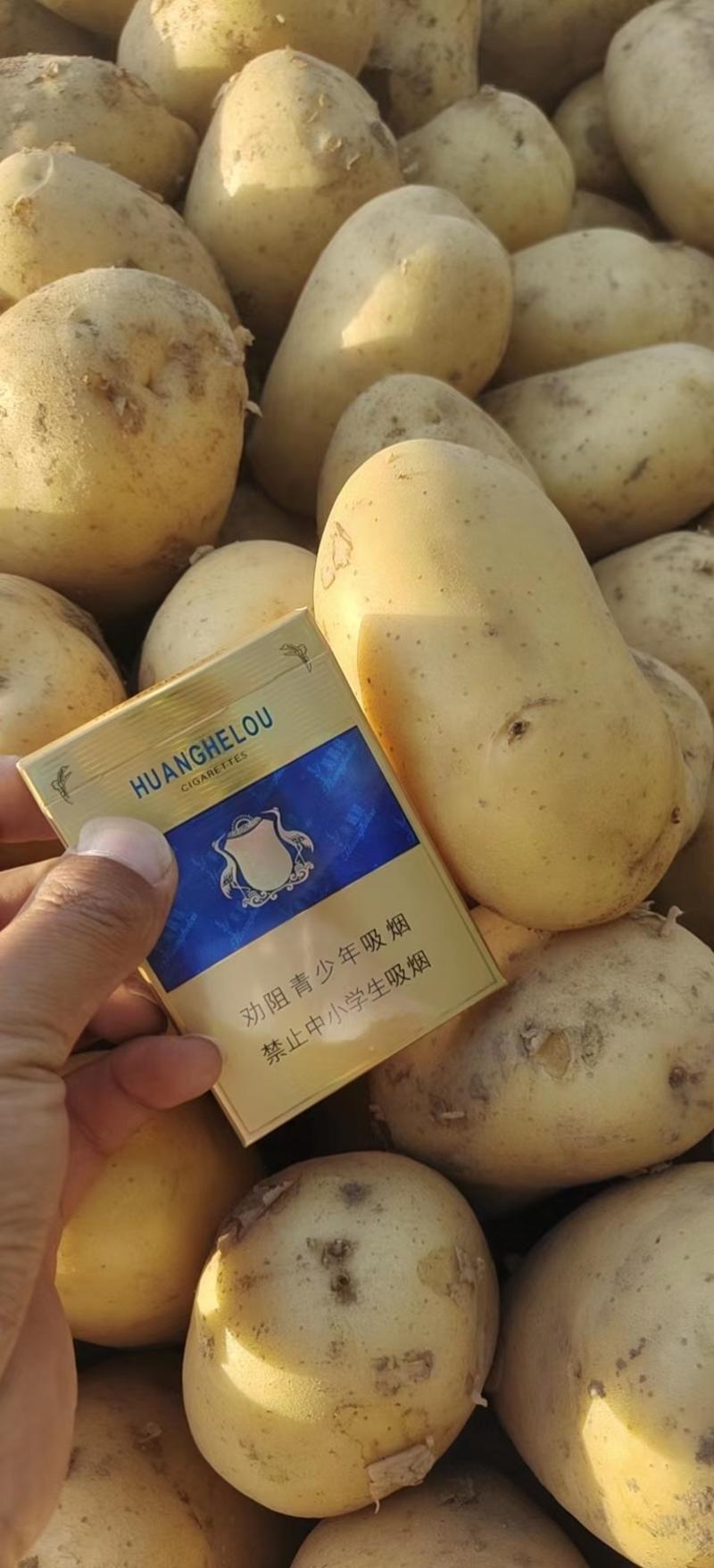 精品土豆希森土豆产地发货品质保证对接各类客户