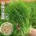 大小茴香种子四季播割茬菜茴香菜籽荤香速生球径阳台农家庭院