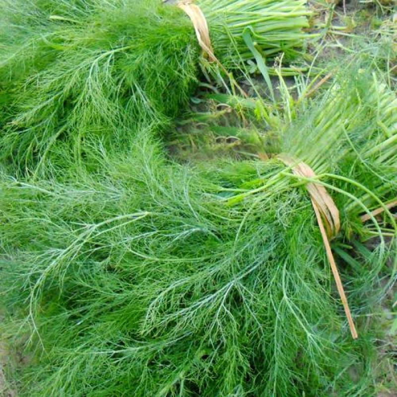 大小茴香种子四季播割茬菜茴香菜籽荤香速生球径阳台农家庭院