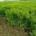 大小茴香种子四季播割茬菜茴香菜籽荤香速生球径阳台农家庭院