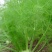 大小茴香种子四季播割茬菜茴香菜籽荤香速生球径阳台农家庭院