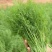 大小茴香种子四季播割茬菜茴香菜籽荤香速生球径阳台农家庭院