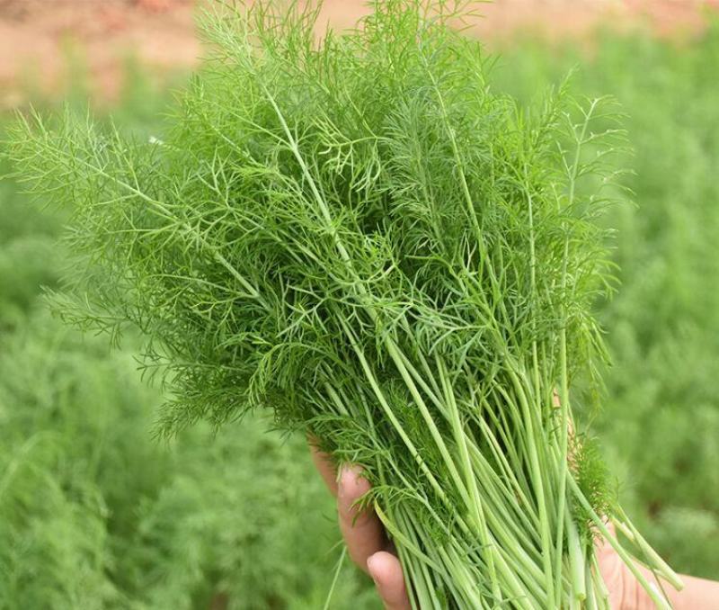大小茴香种子四季播割茬菜茴香菜籽荤香速生球径阳台农家庭院