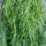 大小茴香种子四季播割茬菜茴香菜籽荤香速生球径阳台农家庭院