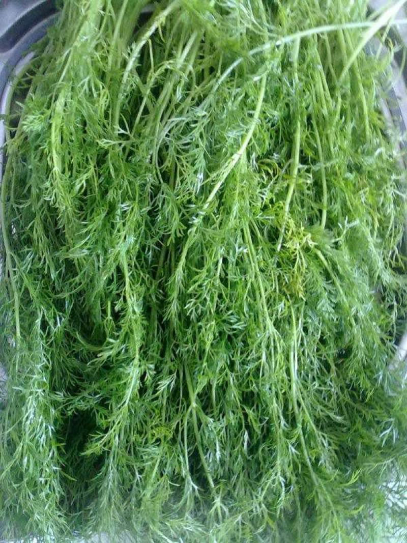 大小茴香种子四季播割茬菜茴香菜籽荤香速生球径阳台农家庭院