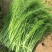 大小茴香种子四季播割茬菜茴香菜籽荤香速生球径阳台农家庭院