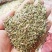 大小茴香种子四季播割茬菜茴香菜籽荤香速生球径阳台农家庭院
