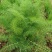 大小茴香种子四季播割茬菜茴香菜籽荤香速生球径阳台农家庭院
