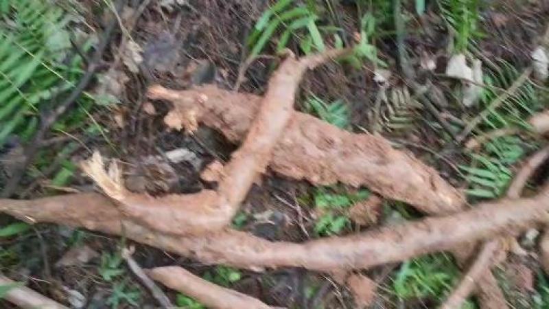 深山柴葛根粉，农家制作，口感纯正量大从优怕三高的喝柴葛根