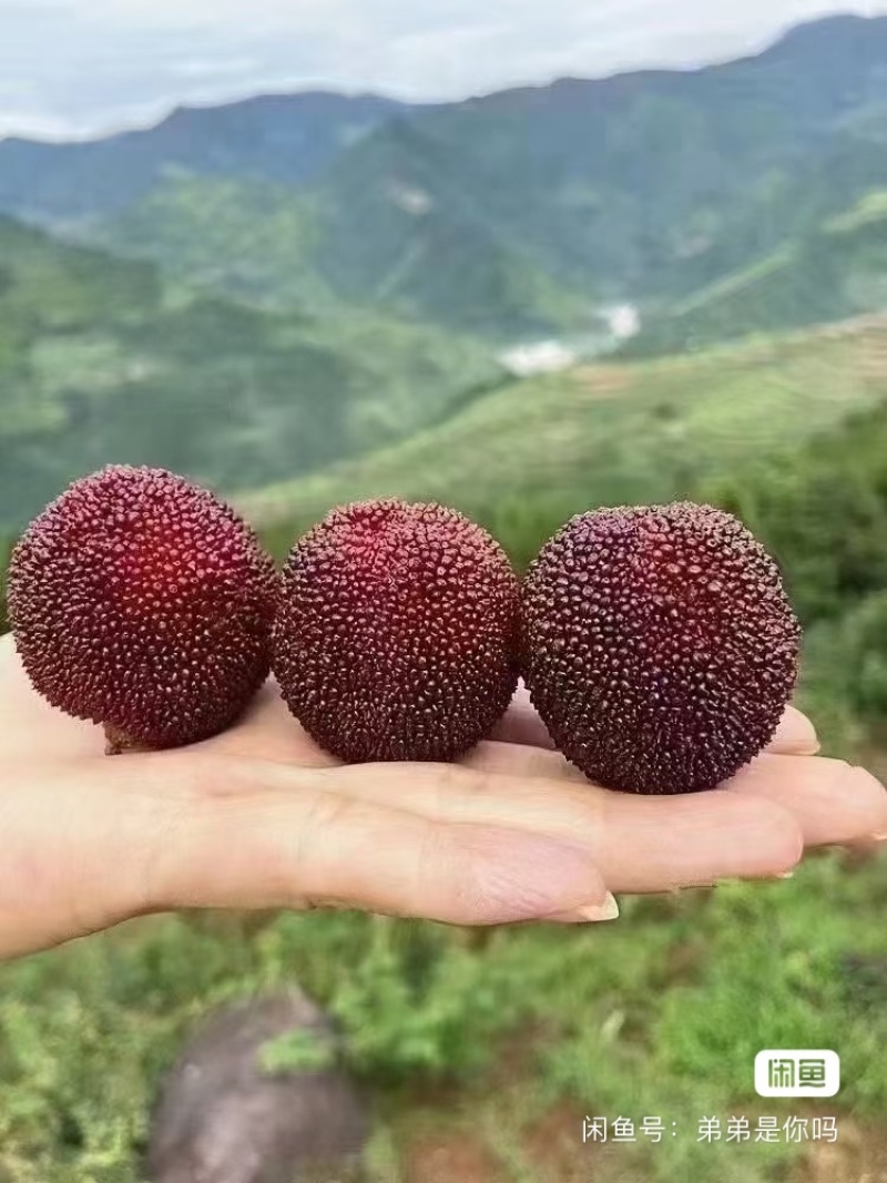 仙居杨梅新鲜水果整箱包邮正宗浙江东魁现摘现发