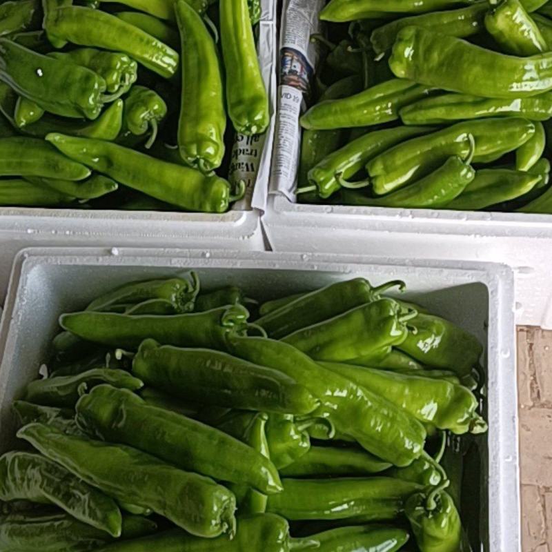 陕西精品牛角椒，辣椒大量上市产地直供对接全国市场超市