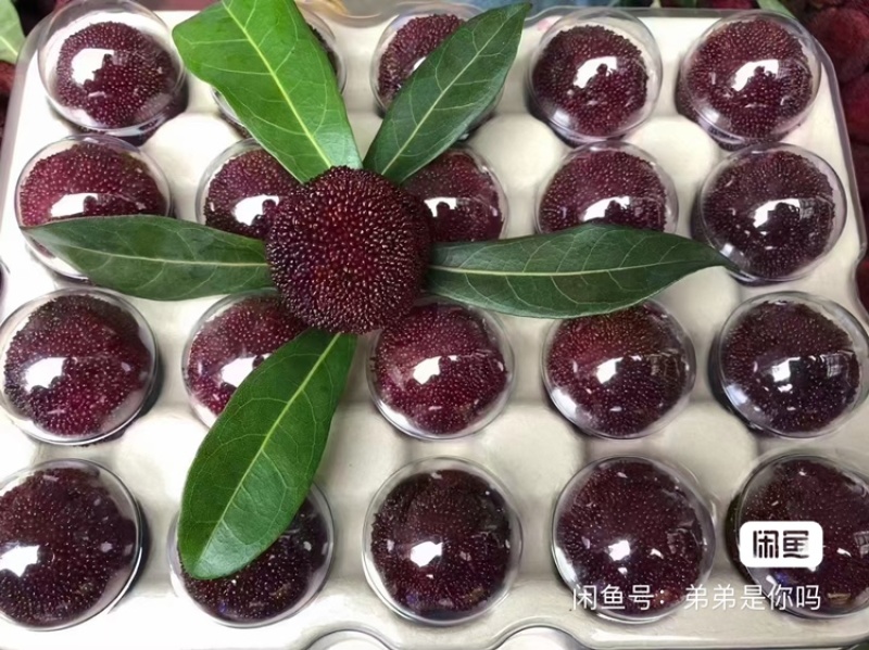 仙居杨梅新鲜水果整箱包邮正宗浙江东魁现摘现发