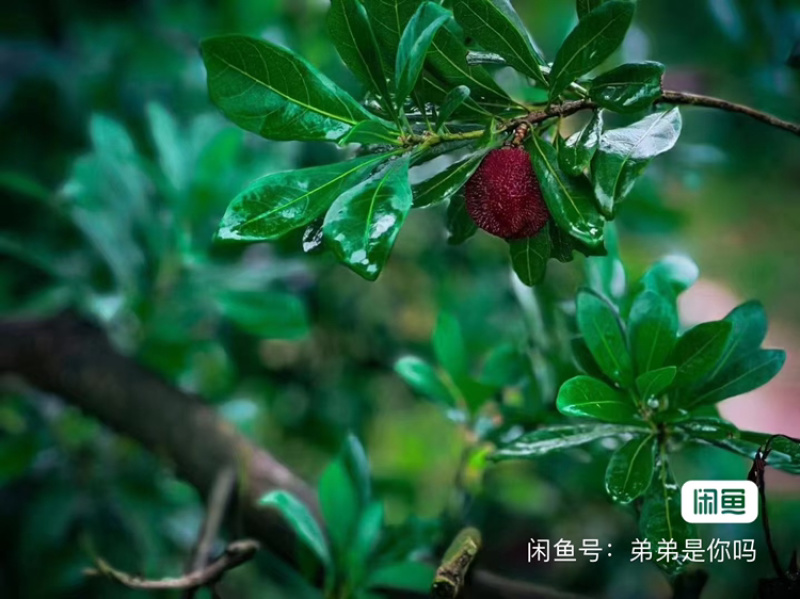 仙居杨梅新鲜水果整箱包邮正宗浙江东魁现摘现发