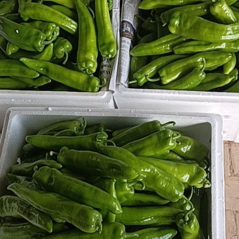 陕西精品牛角椒，辣椒大量上市产地直供对接全国市场超市