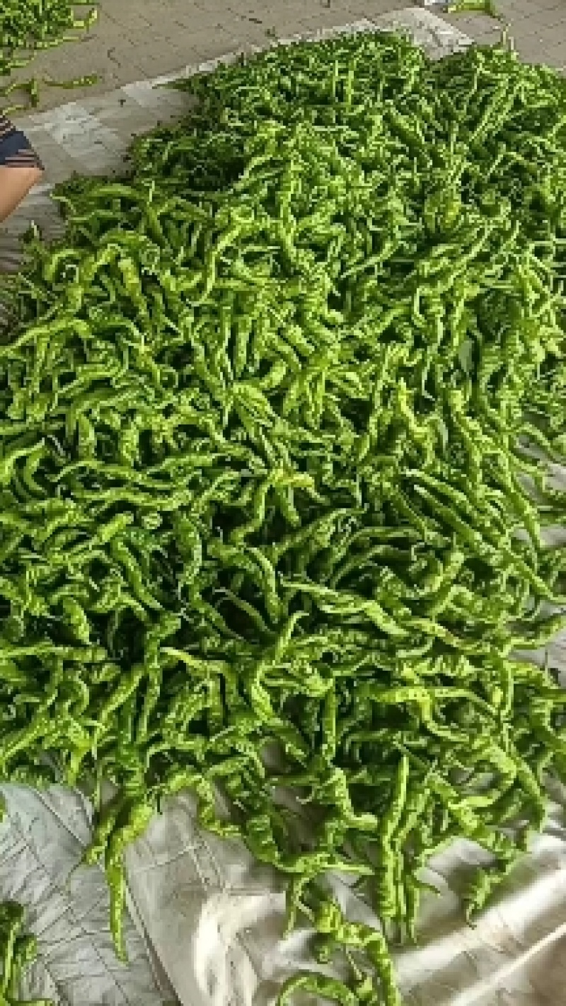 陕西精品牛角椒，辣椒大量上市产地直供对接全国市场超市
