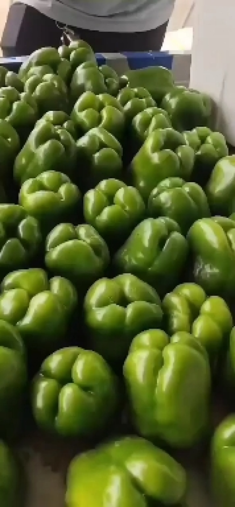 陕西精品牛角椒，辣椒大量上市产地直供对接全国市场超市
