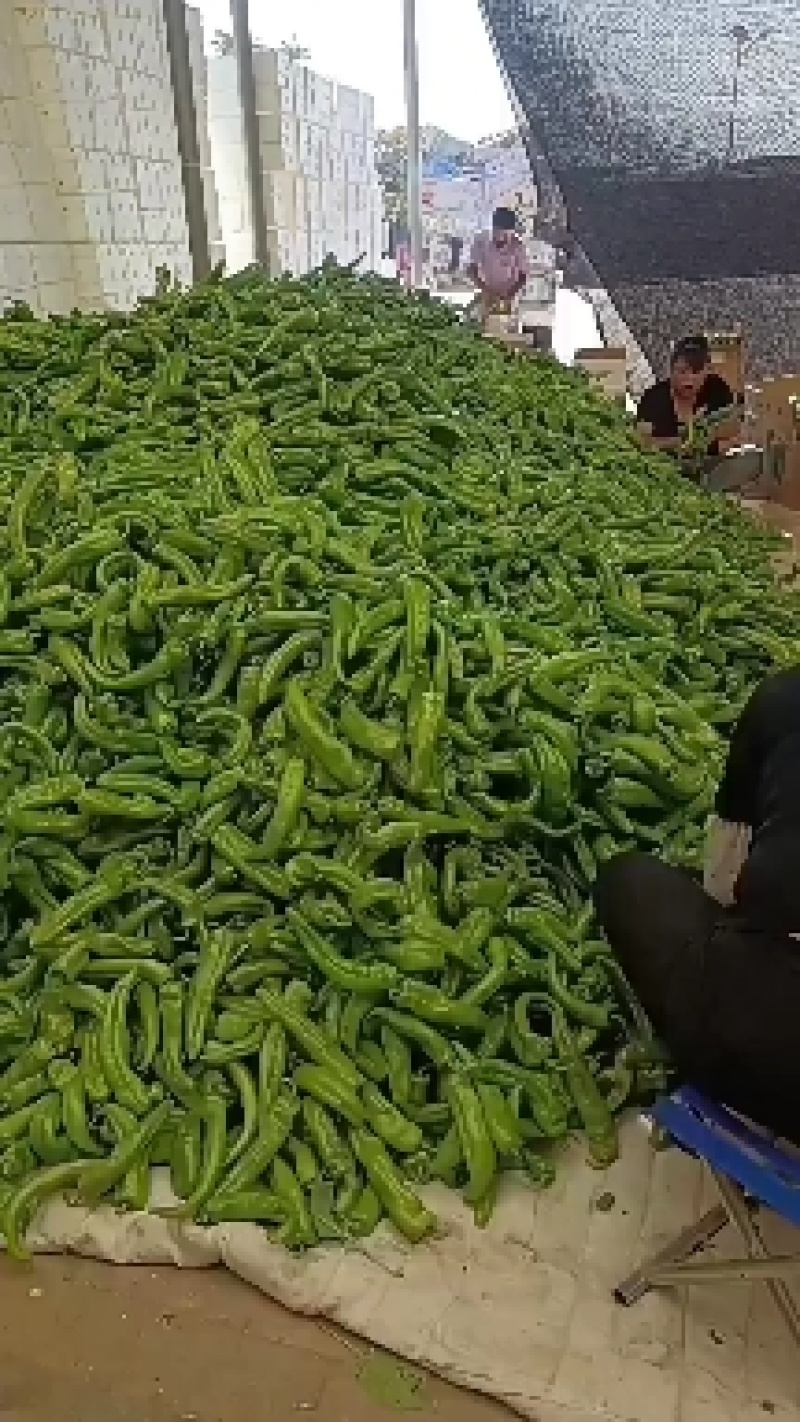 陕西精品牛角椒，辣椒大量上市产地直供对接全国市场超市