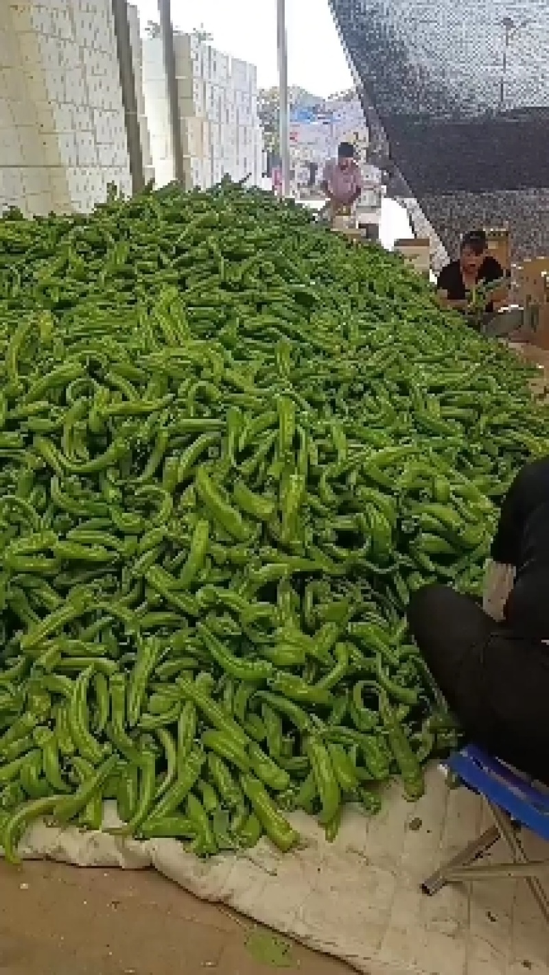 陕西精品牛角椒，辣椒大量上市产地直供对接全国市场超市