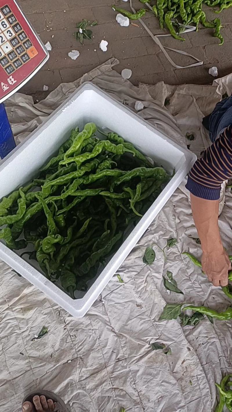 陕西精品牛角椒，辣椒大量上市产地直供对接全国市场超市