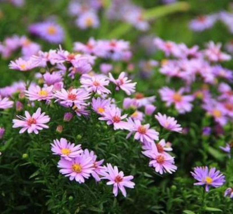 多年生荷兰菊花种子阳台庭院盆栽四季播种开花耐寒易活花种籽