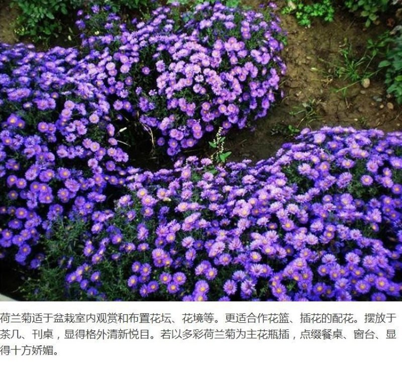 多年生荷兰菊花种子阳台庭院盆栽四季播种开花耐寒易活花种籽