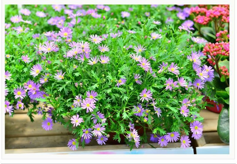 多年生荷兰菊花种子阳台庭院盆栽四季播种开花耐寒易活花种籽