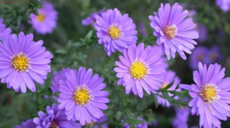 多年生荷兰菊花种子阳台庭院盆栽四季播种开花耐寒易活花种籽