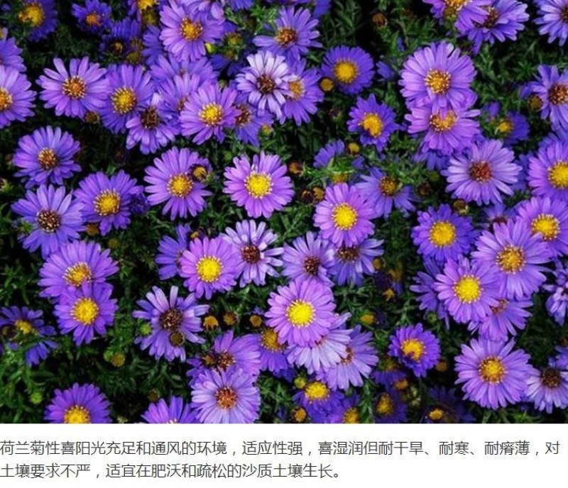 多年生荷兰菊花种子阳台庭院盆栽四季播种开花耐寒易活花种籽