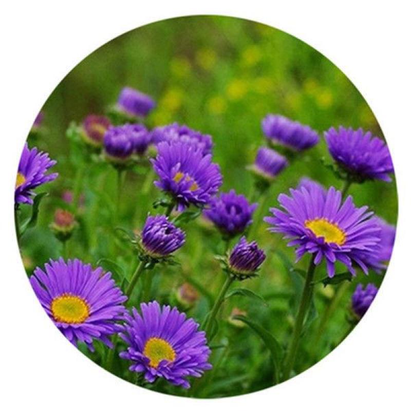 多年生荷兰菊花种子阳台庭院盆栽四季播种开花耐寒易活花种籽
