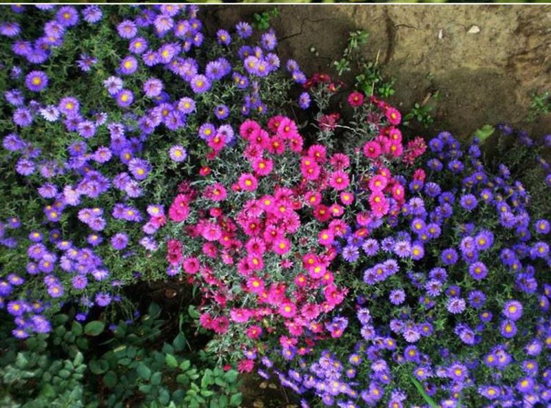 多年生荷兰菊花种子阳台庭院盆栽四季播种开花耐寒易活花种籽