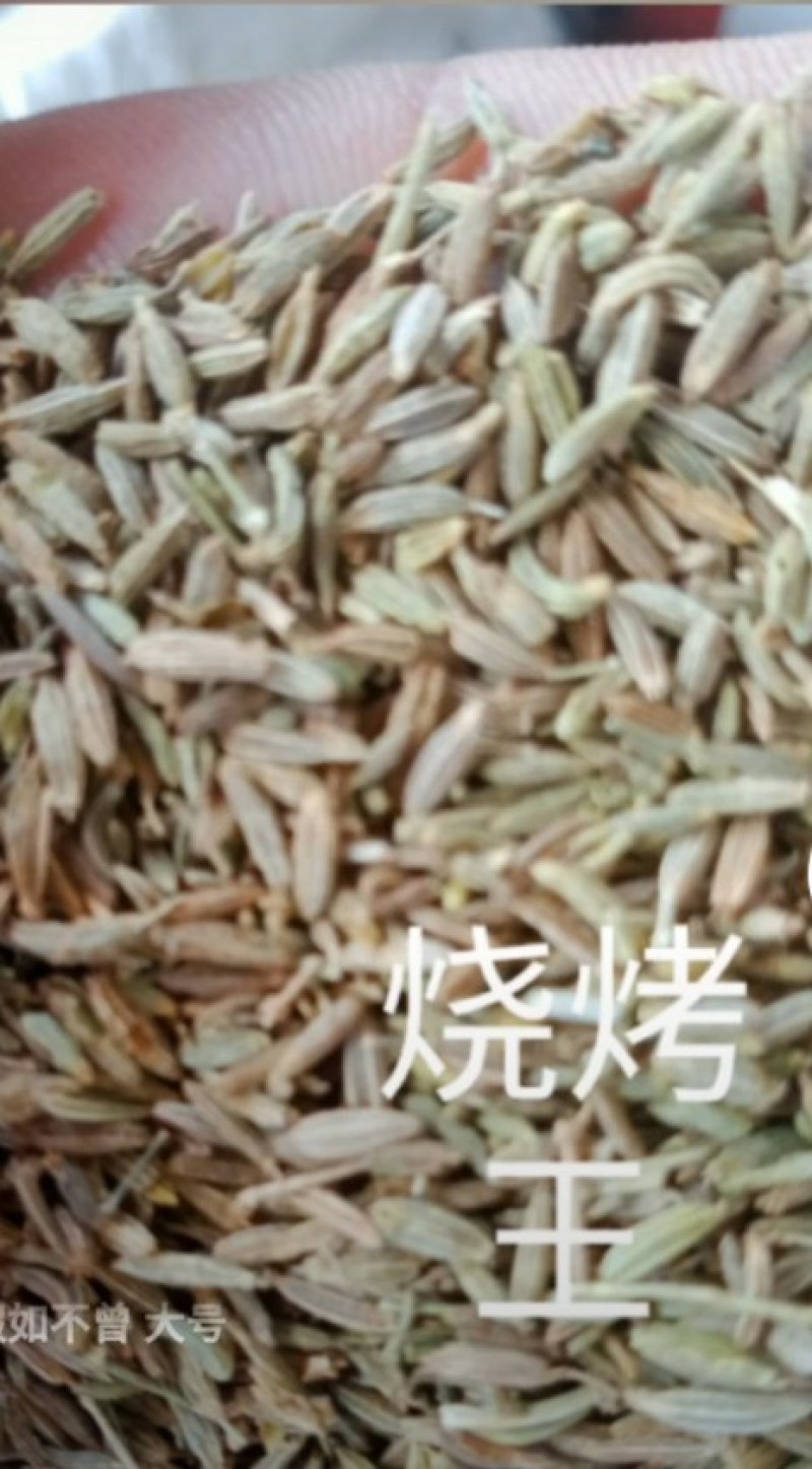 本人有三十吨孜然（烤肉主要调料），今年的新货。非诚勿扰
