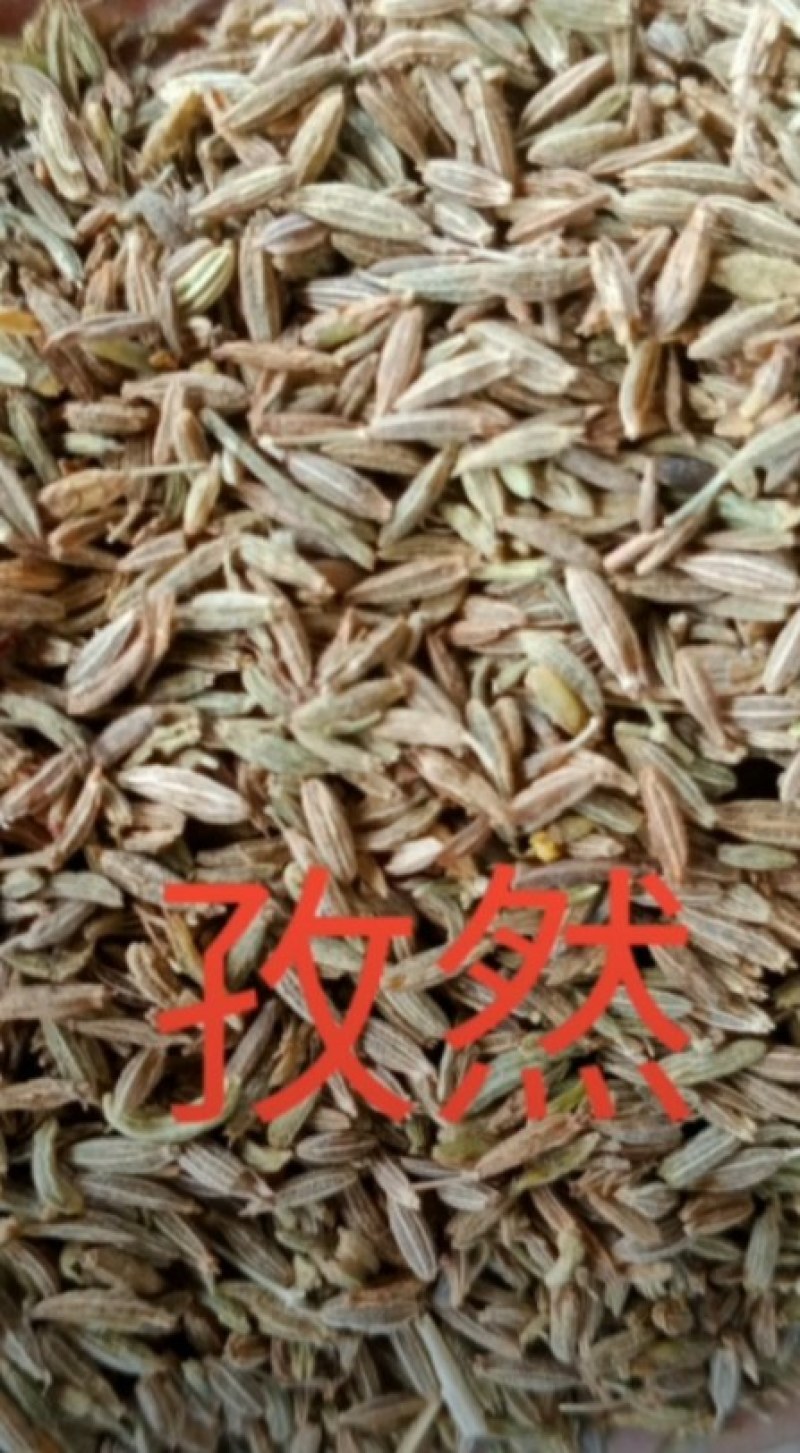 本人有三十吨孜然（烤肉主要调料），今年的新货。非诚勿扰