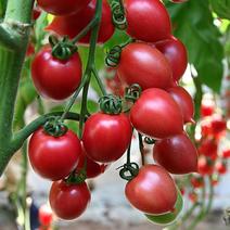 红黄圣女果大小番茄种子籽四季易种超甜番茄阳台盆栽大田种植