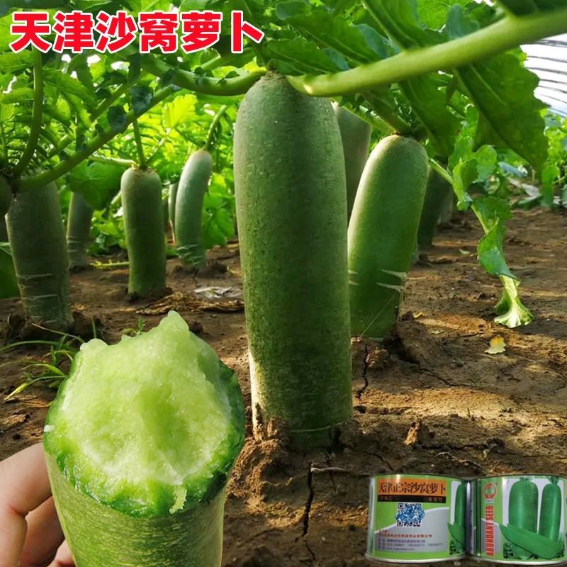 翡翠萝卜种子里外绿色水分多高产优质口感佳水果萝卜种子