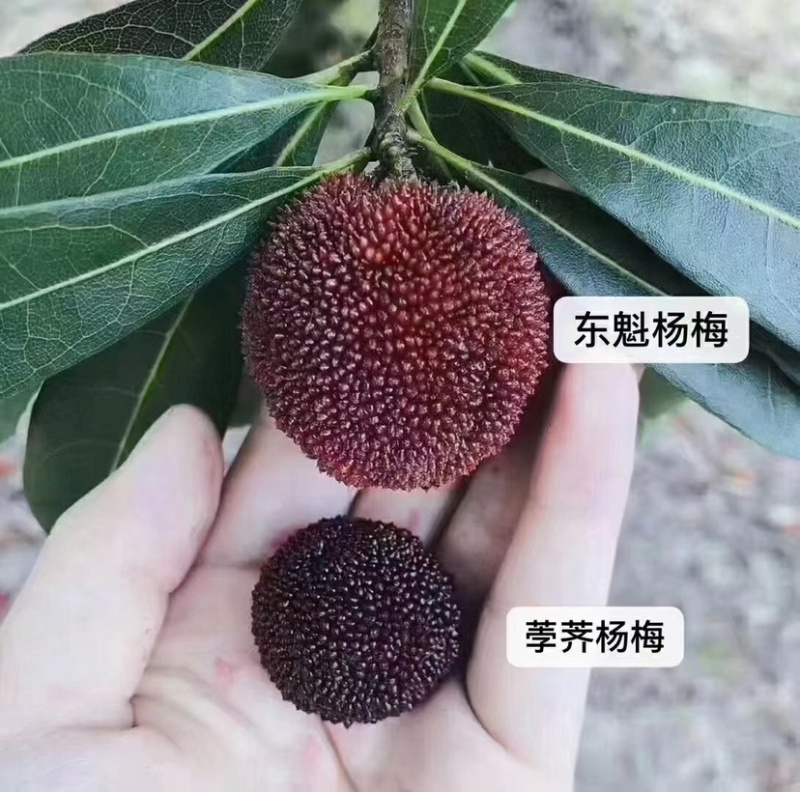 仙居杨梅上市，代收