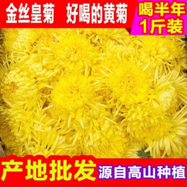 【黄山发货】金丝皇菊无硫金丝皇菊500克袋装包邮