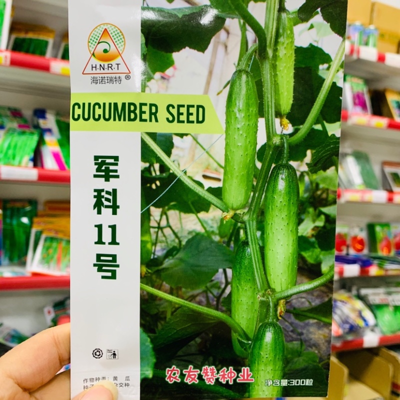 军科十一号春秋冬茬专用杂交一代强雌旱黄瓜水果黄瓜种子