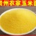 贵州黄玉米面农家黄玉米粉苞谷面包谷饭原料包谷面西马原料玉