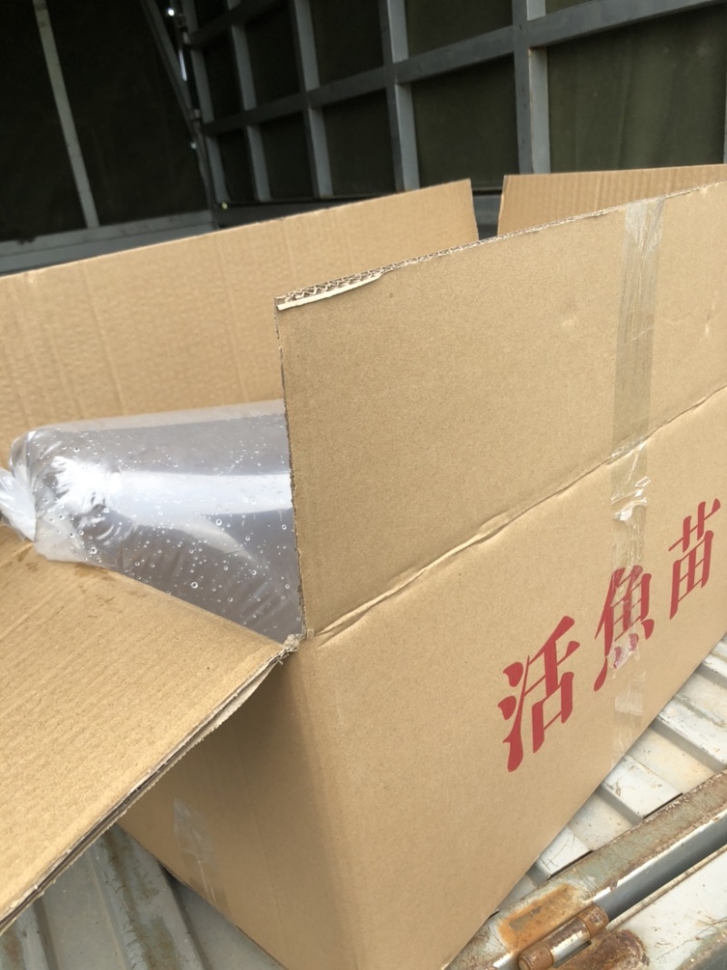 鲫鱼苗优质中科5号生长快黑背白身银鲫鱼苗